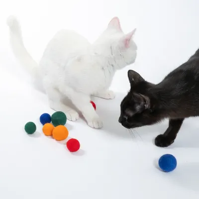 Zwei Katzen, eine weiss und eine schwarz, spielen mit bunten Filzbällen in verschiedenen Farben: rot, blau, grün und orange.