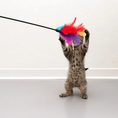 Kitten playing with a colourful feather wand, suitable as interactive cat toy.