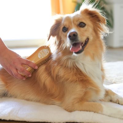 Una mano tiene una Magic Brush e spazzola il pelo di un cane. Viene mostrato l'utilizzo del prodotto.