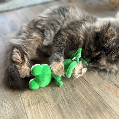 Długowłosy kot bawi się zieloną pluszową zabawką na drewnianej podłodze.