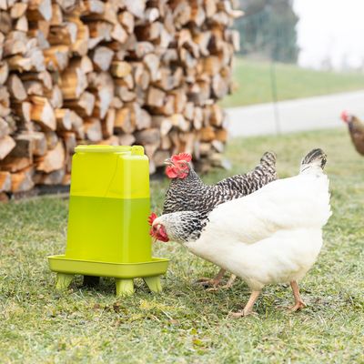 Two chickens drinking from a green plastic water dispenser on grass. Water dispenser with stand feet and carrying handle visible.