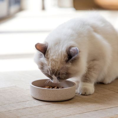 Gatto bianco mangia da una ciotola rotonda su un pavimento in legno.