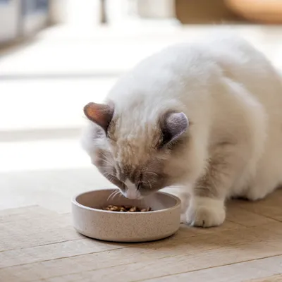 Vit katt äter ur en rund matskål på ett trägolv.