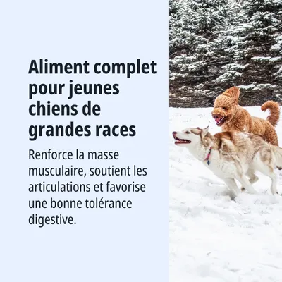 Aliment complet pour jeunes chiens de grandes races. Soutient la masse musculaire, les articulations et la tolérance digestive.
