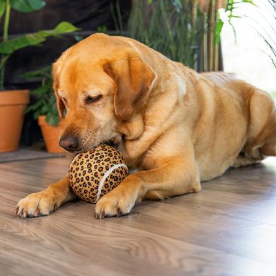 beeztees hundleksak djungelboll panter