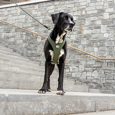 Curli Belka harnais pour chien Air-Mesh, mousse