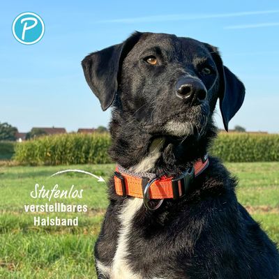 Petlando outdoor obojek, oranžový - velikost L: obvod krku 50 - 55 cm, šířka 40 mm
