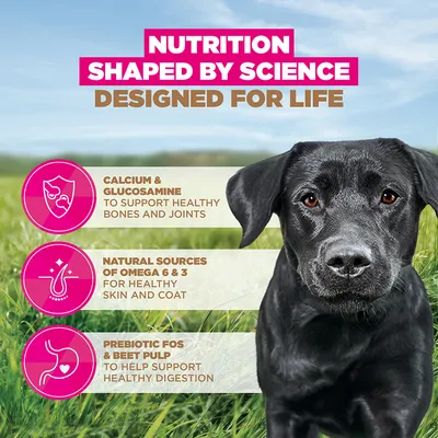 Eukanuba Grain Free Adult Large med kylling