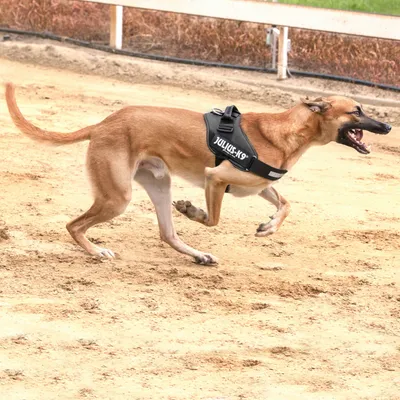 Koira juoksee hiekalla Julius-K9-valjaat yllään. Valjaissa näkyy teksti 'JULIUS-K9'.