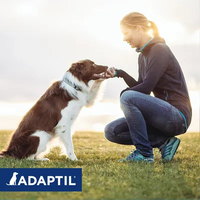 Hund og person udendørs. Nederst til venstre ses teksten ADAPTIL.