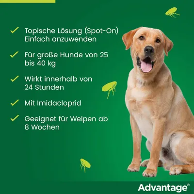 Advantage: Topische Lösung (Spot-On), einfach anzuwenden, für große Hunde 25-40 kg, wirkt in 24 Stunden, mit Imidacloprid, geeignet für Welpen ab 8 Wochen.