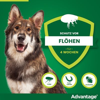 Advantage Schutz vor Flöhen für 4 Wochen. Bekämpft Flöhe, Flohlarven und Haarlinge.