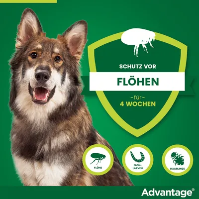 Advantage Schutz vor Flöhen für 4 Wochen. Bekämpft Flöhe, Flohlarven und Haarlinge.