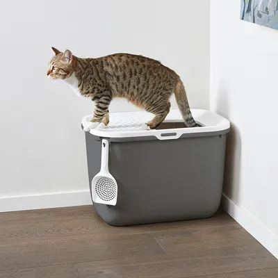 Gatto su lettiera chiusa grigia con coperchio bianco e paletta appesa sul lato, posizionata in un angolo della stanza.