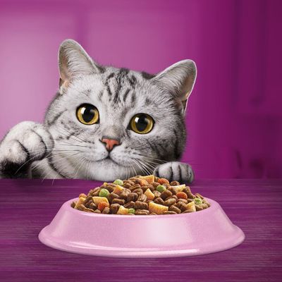 Chat gris tigré regardant une gamelle rose remplie de croquettes pour chat, sur fond violet. Aucun texte ou marque visible.