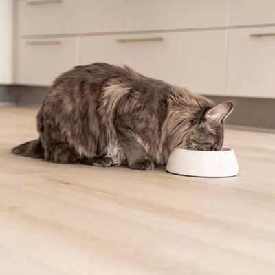 Un chat à poils longs mange dans une gamelle blanche posée sur un sol en bois clair.