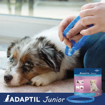 Chiot allongé, personne tenant un collier bleu ADAPTIL Junior ; emballage visible avec texte ADAPTIL Junior et photo de chiot. Collier en plastique bleu devant l’emballage.