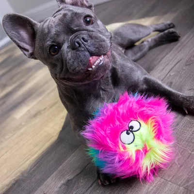 Chien de type bouledogue allongé à côté d’un jouet en peluche rond, poilu et multicolore avec des yeux brodés noirs sur fond de sol en bois.