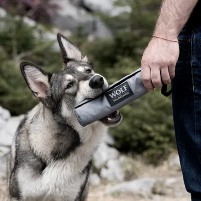 Chien tenant un jouet d’entraînement gris marqué WOLF WILDERNESS dans sa gueule, une personne le tient par la main. Marque et produit visibles.