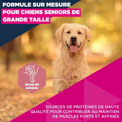 Eukanuba Premium Nutrition Senior Large et Giant Breed agneau et riz - 12 kg