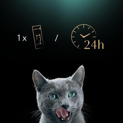 Voedingsadvies: 1 portiezakje per 24 uur, afgebeeld met een kat en klok. Grijze kat likt zijn bek.