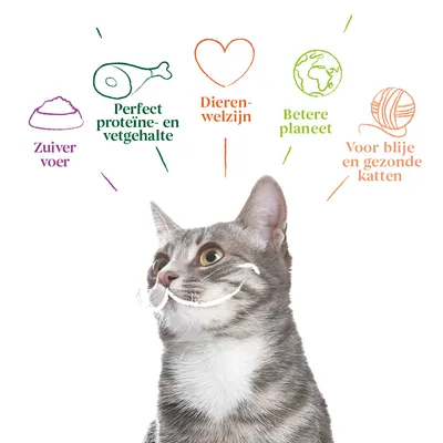 Tekst en iconen: Zuiver voer, Perfect proteïne- en vetgehalte, Dierenwelzijn, Betere planeet, Voor blije en gezonde katten. Grijze kat op de voorgrond.