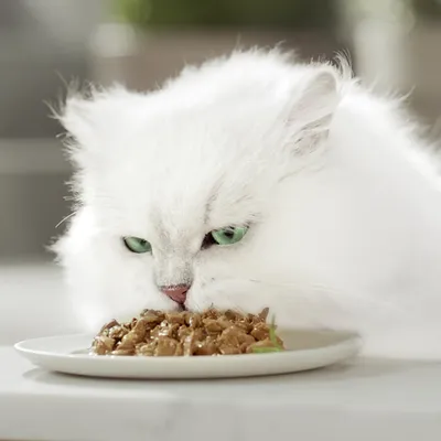 Gato blanco comiendo comida húmeda de un plato. Enfoque en la comida y la situación de alimentación.