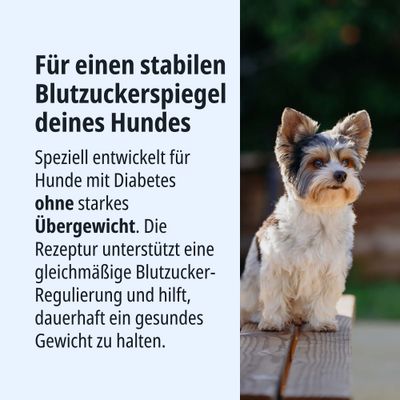 Für einen stabilen Blutzuckerspiegel deines Hundes. Speziell für Hunde mit Diabetes ohne starkes Übergewicht, unterstützt gleichmäßige Blutzucker-Regulierung und gesundes Gewicht.