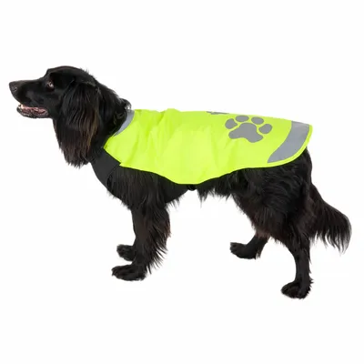 Svart hund bär en neongul säkerhetsväst med reflekterande ränder och tassmotiv.