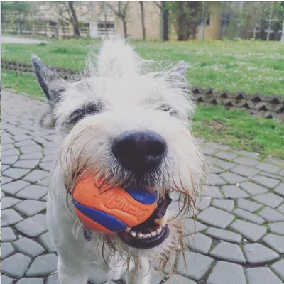 Hund mit orange-blauem Chuckit-Ball im Maul, stehend auf gepflastertem Weg in einem Park. Hund mit orange-blauem Chuckit-Ball im Maul, stehend auf gepflastertem Weg in einem Park.