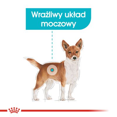 Schemat psa z zaznaczeniem okolicy układu moczowego, tekst: Wrażliwy układ moczowy. Grafika edukacyjna dotycząca zdrowia zwierząt.