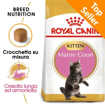 ROYAL CANIN Kitten Maine Coon, scritta Top Seller, crocchetta su misura, crescita lunga ed armoniosa. Immagine di un gattino e della confezione del prodotto.