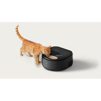 Kat eet uit een zwarte, automatische voerdispenser met een rond kijkvenster.