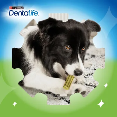PURINA Dentalife Active Fresh napi fogápoló snack közepes testű kutyáknak - 24 db
