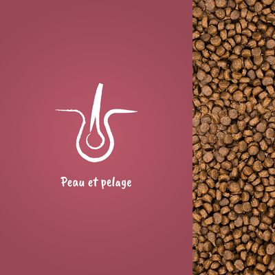 Croquettes pour animaux à droite, texte visible « Peau et pelage » avec illustration de follicule pileux à gauche.