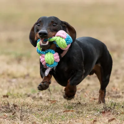 Hund leker med färgglad tuggleksak av repmaterial med gröna, blå och rosa delar.