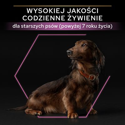 Wysokiej jakości codzienne żywienie dla starszych psów (powyżej 7 roku życia) – tekst na czarnym tle z psem rasy jamnik.