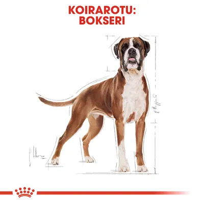 Koirarotu: bokseri. Kuvassa seisova bokseri-rotuinen koira, taustalla mittaviivoja. Ylhäällä punainen teksti: KOIRAROTU: BOKSERI.