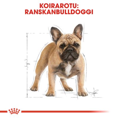 Koirarotu: ranskanbulldoggi, teksti ylhäällä punaisella. Kuvassa ruskea ranskanbulldoggi seisoo, taustalla mittaviivoja ja Royal Canin -tyylinen alareuna.