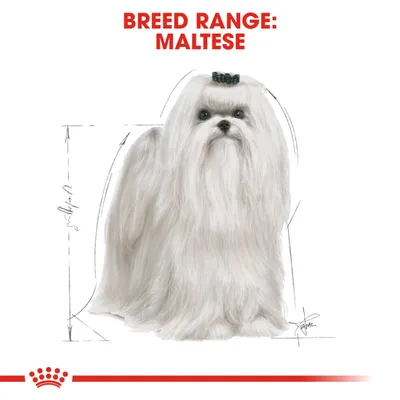 Текст: BREED RANGE: MALTESE. Иллюстрация собаки породы мальтез с измерительными линиями вокруг.