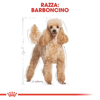 Illustrazione di un cane con testo in alto: 'Razza: Barboncino'.