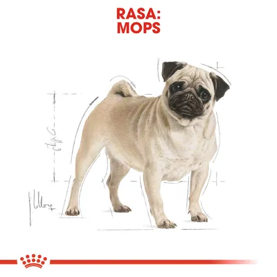 Text vizibil: RASA: MOPS. Ilustrație cu un câine de rasă mops pe fundal alb, cu schițe tehnice în jurul corpului.