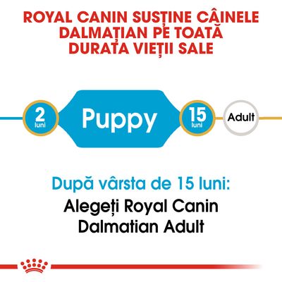 Royal Canin susține câinele Dalmațian pe toată durata vieții sale. După vârsta de 15 luni: Alegeți Royal Canin Dalmatian Adult. Puppy 2 luni–15 luni, Adult după 15 luni.