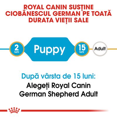 ROYAL CANIN susține ciobănescul german pe toată durata vieții sale. După vârsta de 15 luni: Alegeți Royal Canin German Shepherd Adult. Puppy 2 luni–15 luni, Adult.