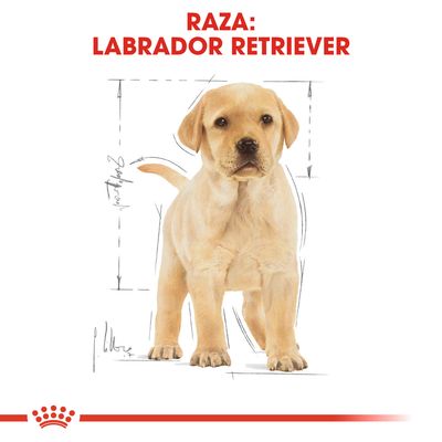 Texto: Raza: Labrador Retriever. Imagen de un cachorro de labrador retriever de color claro con líneas de medidas alrededor.