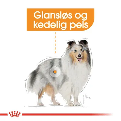 Illustration af hund med teksten 'Glansløs og kedelig pels' i orange felt over pelsen. Fokus på hundens pelsstruktur.