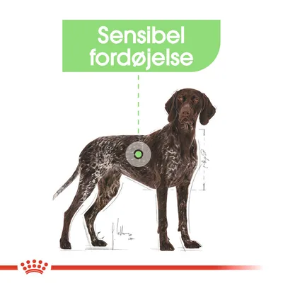 Illustration af hund med teksten 'Sensibel fordøjelse' i grøn boks. Markering på hundens maveområde indikerer fokus på fordøjelse.