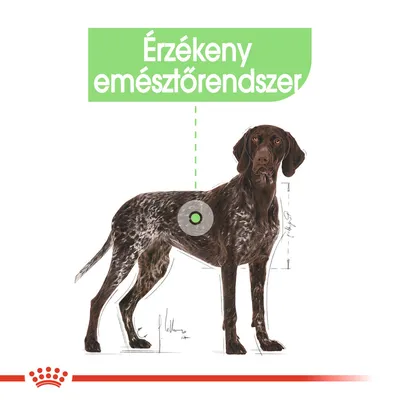 Barna-fehér kutya illusztráció, felette zöld mezőben a szöveg: Érzékeny emésztőrendszer. A has tájékán kör jelölés látható.