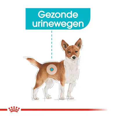 Illustratie van een hond met tekst: Gezonde urinewegen. Cirkel markeert het gebied rond de blaas.