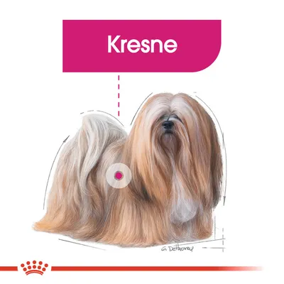 Royal Canin Exigent mousse